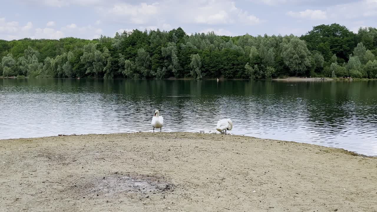 Sponda del lago Baggerloch con due grandi cigni bianchi vicino a Colonia Höhenhaus Dünnwald