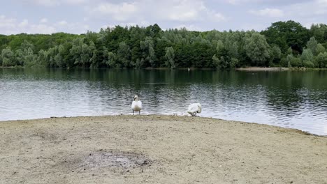 Baggerloch-lake-shore-with-two-white-large-swans-near-Cologne-Höhenhaus-Dünnwlad