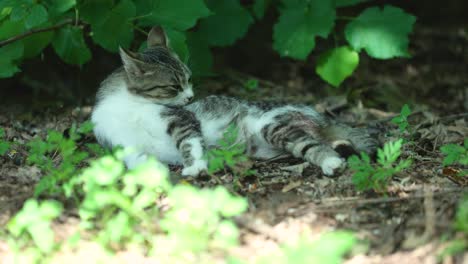 cat watching him self in the nature