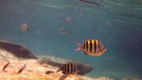 snorkel 03