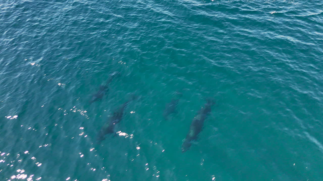 Drone footage of a pod of killer whales surfacing off Baja California, with crystal-clear ocean waters below. Aerial shot of orcas.