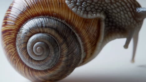 close-up of a snail shell