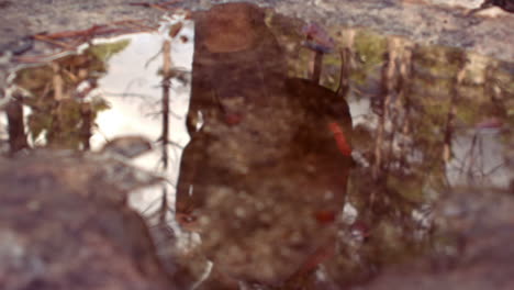 couple hiking through a forest reflected in puddle