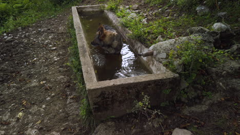 perro pastor alemán bebiendo agua en una cuenca de agua - toma de cardán