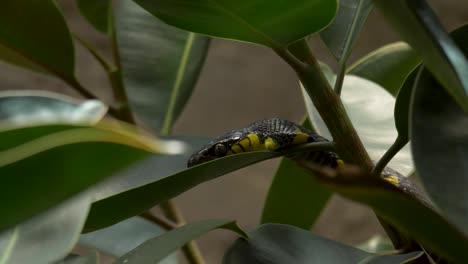 a-Mangrove-Snake-resting-in-its-natural-habitat