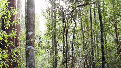 lush forest scenery along great ocean road