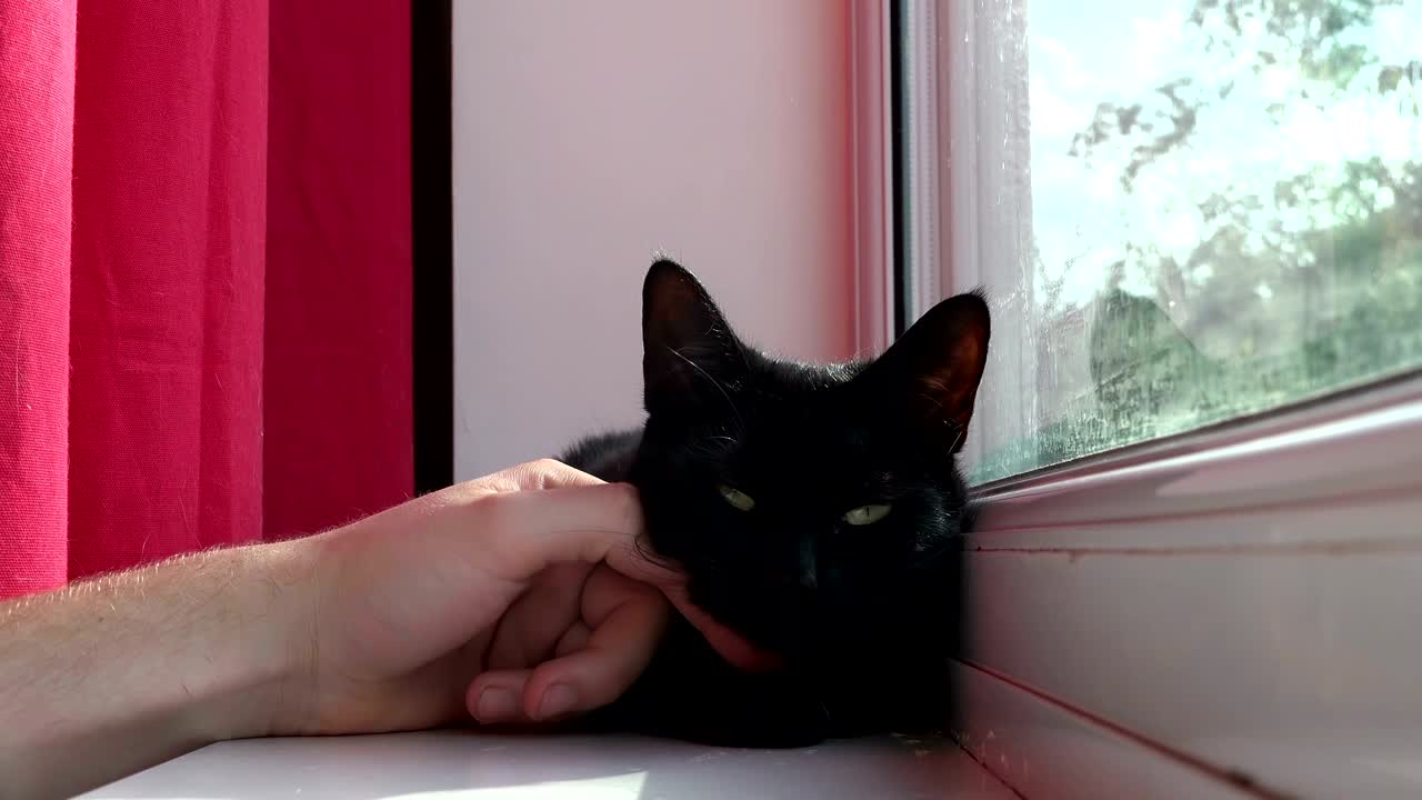 귀여운 검은색 어린 고양이가 창밖을 긴장스럽게 쳐다보고 있습니다.
