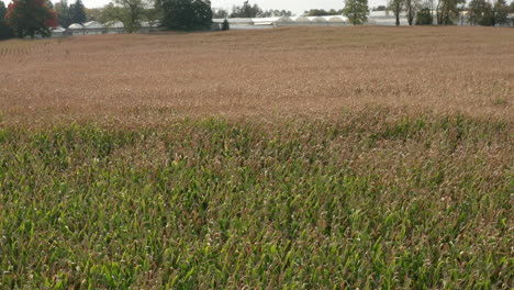 drone shot flying over a vast cornfield in daylight