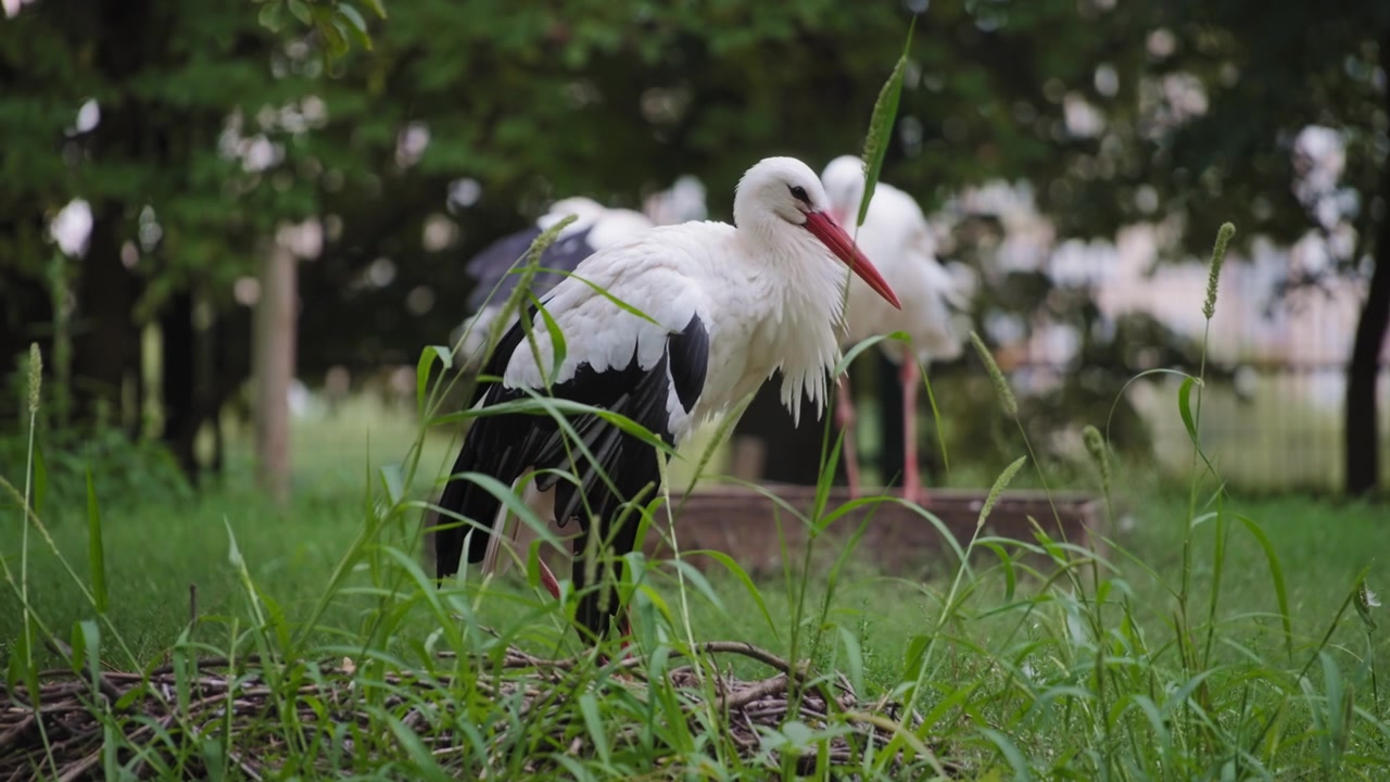 Cicogne bianche nello zoo