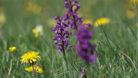 the rare green winged orchid flowering in spring in a meadow in worcestershire, england