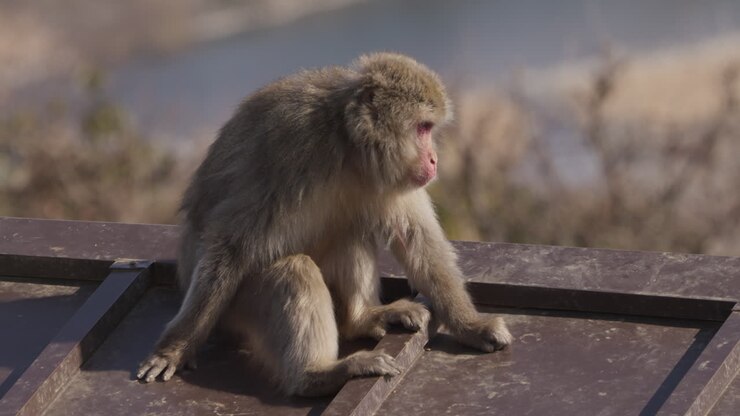 Wild snow monkey sitting alone on the roof looking around its surroundings with landscape background