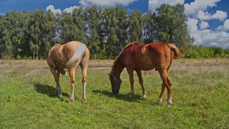 caballo masticando hierba en el hermoso campo