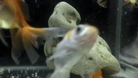 beautiful red goldfish in an aquarium
