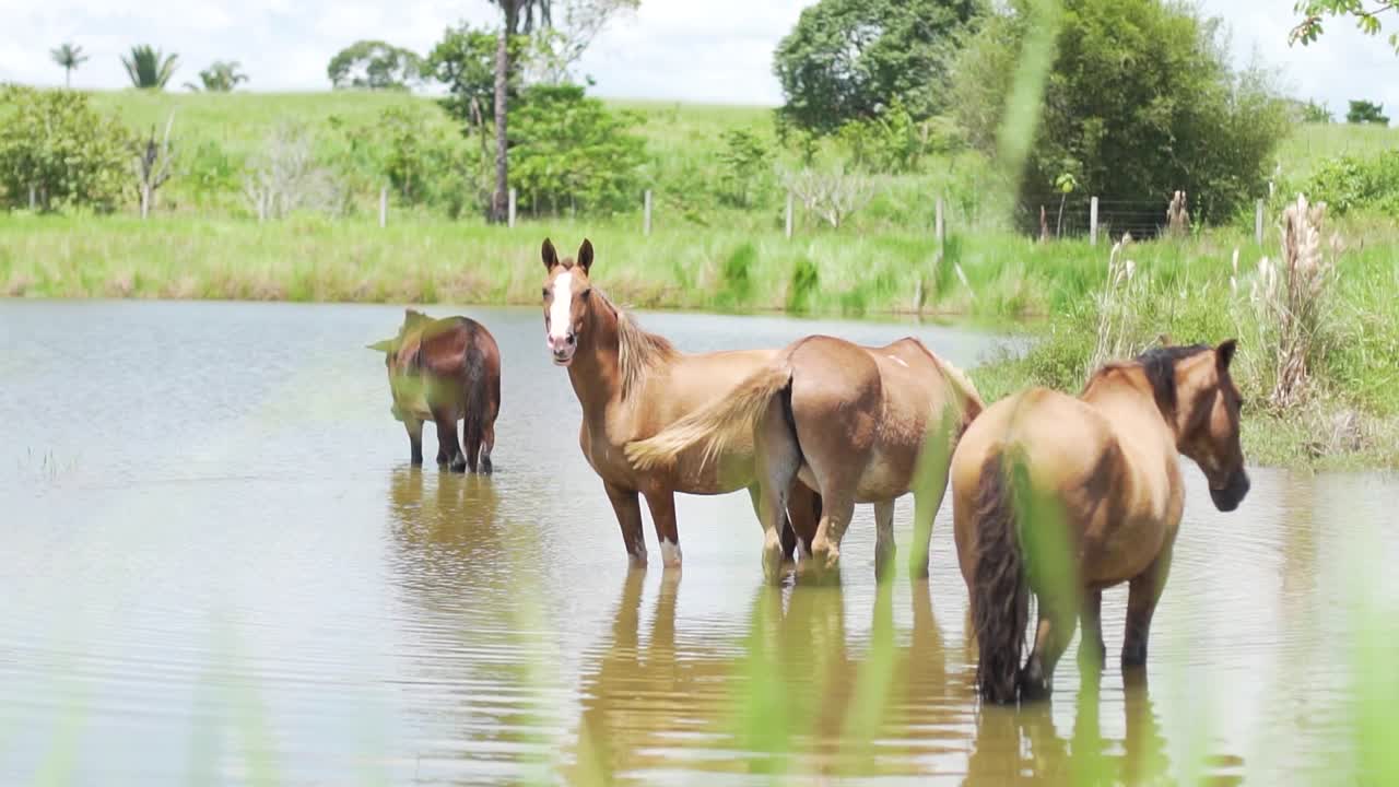 algunos caballos en el lago
