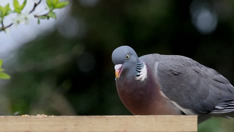 paloma torcaz, columba palumbus, alimentándose de la mesa de pájaros del jardín