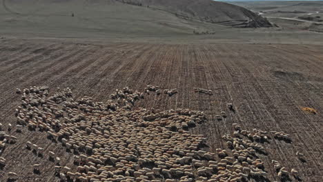 a herd of sheep in the mountains. beautiful mountain landscape view. georgia