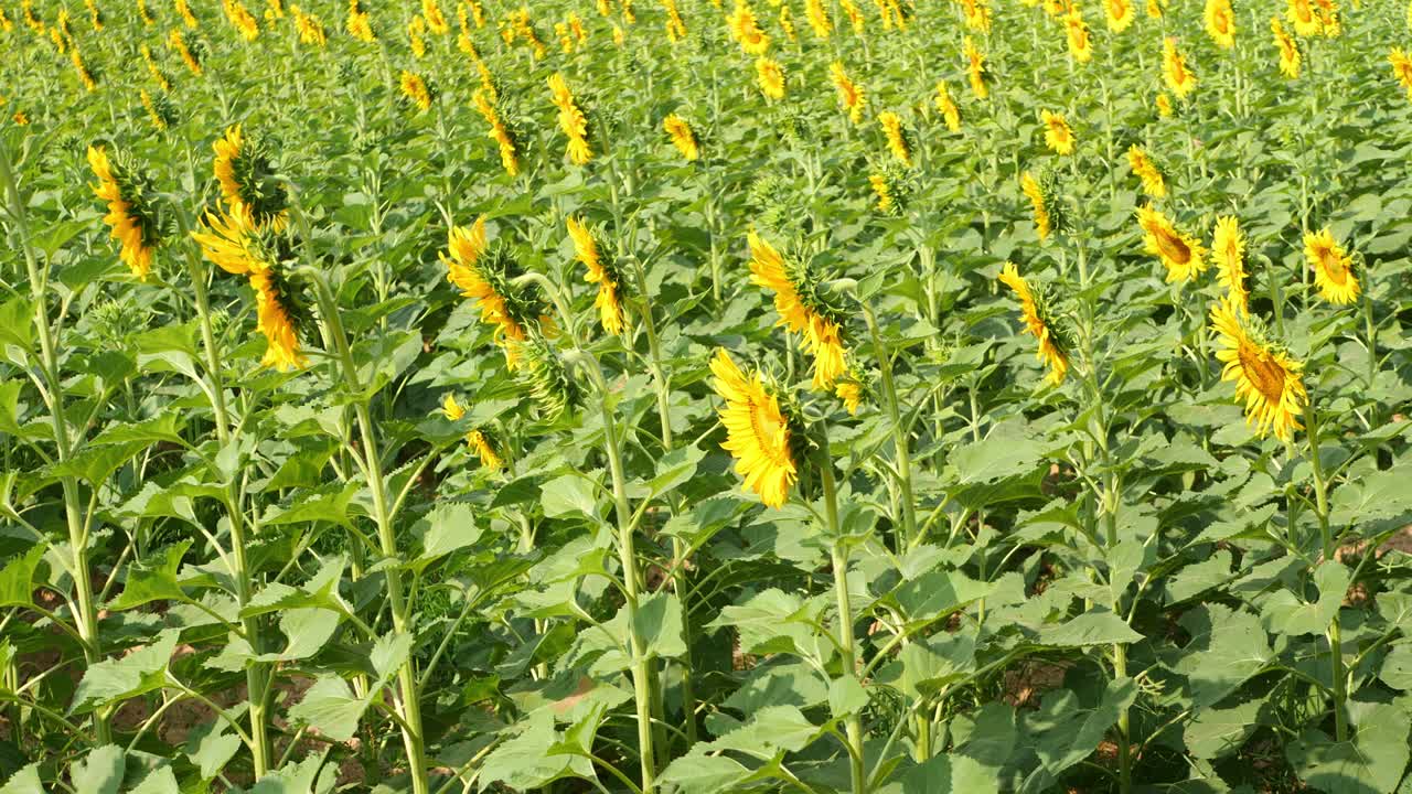 안하세요, 선플라워 - 푸른 하늘을 배경으로 선플라우의 다채로운 비디오