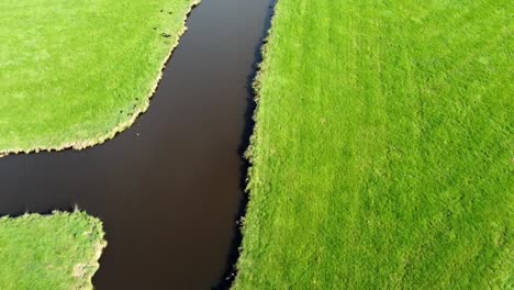 Toma-Aérea-De-Un-Dron-Del-Arroyo-A-Través-Del-Campo-Holandés-De-Hierba-Con-Un-Pato-Aterrizando-En-El-Arroyo