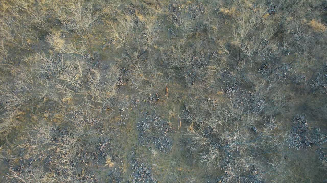 video aéreo de dos jóvenes ciervos de cola blanca en la vista de arriba hacia abajo de los árboles