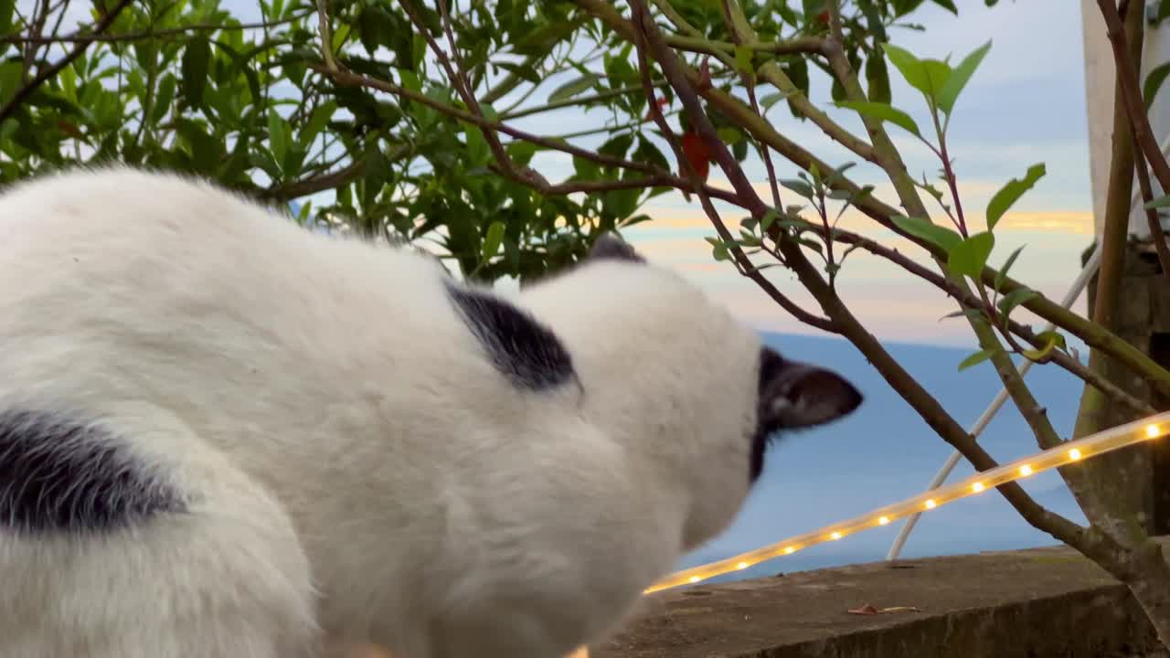 black and white cat playing with decorative lamp