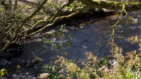 Süßwasser,-Das-Den-Fluss-Teign-Im-Nationalpark-Dartmoor-Hinunterfließt