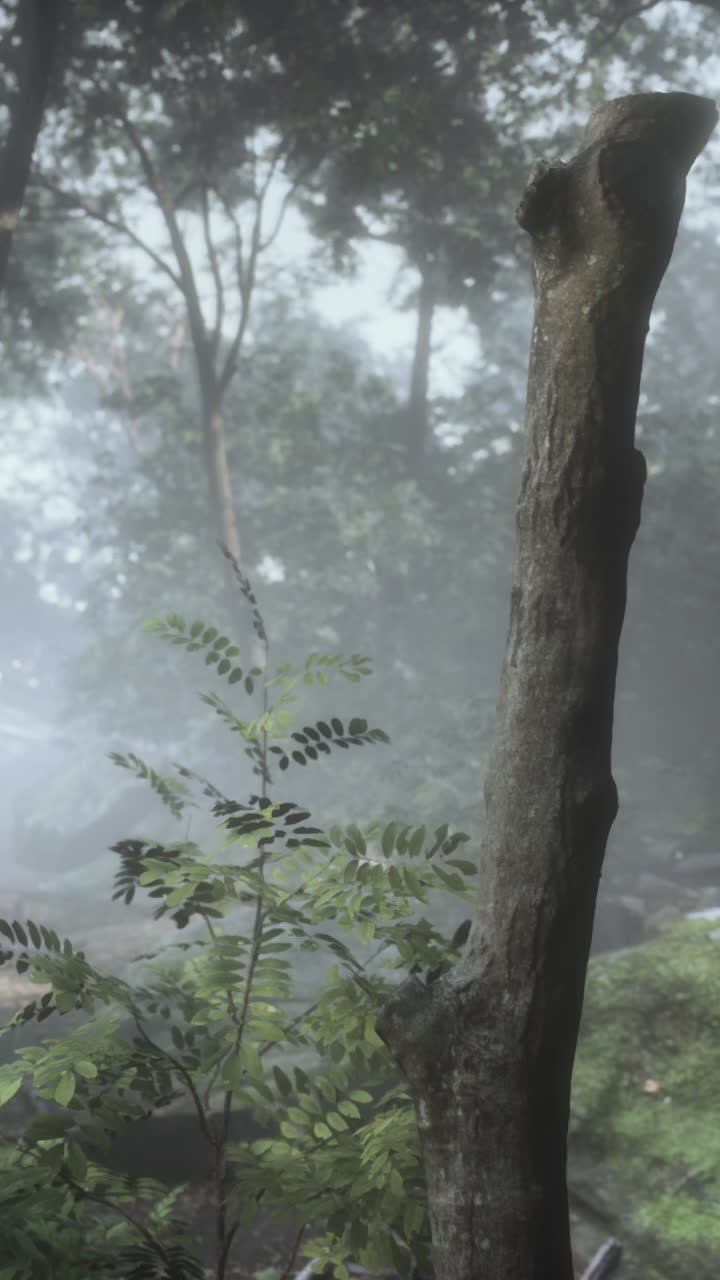 안개 와 빛 이 있는 안개 가 가득 한 숲 장면