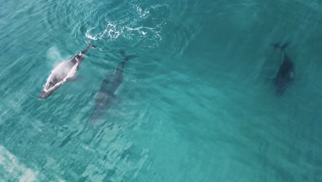 Un-Grupo-De-Ballenas-Jorobadas-Nadan-Juguetonamente-Durante-Su-Migración-Anual-Hacia-El-Norte-Para-Aparearse,-Parir-Y-Criar-A-Sus-Recién-Nacidos.