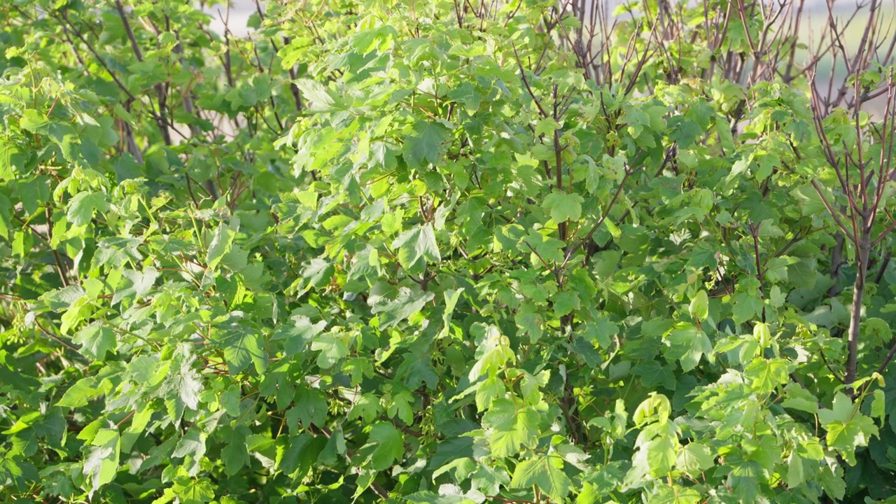 Vegetazione Costiera, Brezza Estiva, Crescita di Arbusti, Fogliame Verde, Ayrshire, Scozia, Slow Motion, Primo Piano