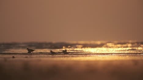 small shore birds silhouette feeding on a beach at golden hour sunset slow motion