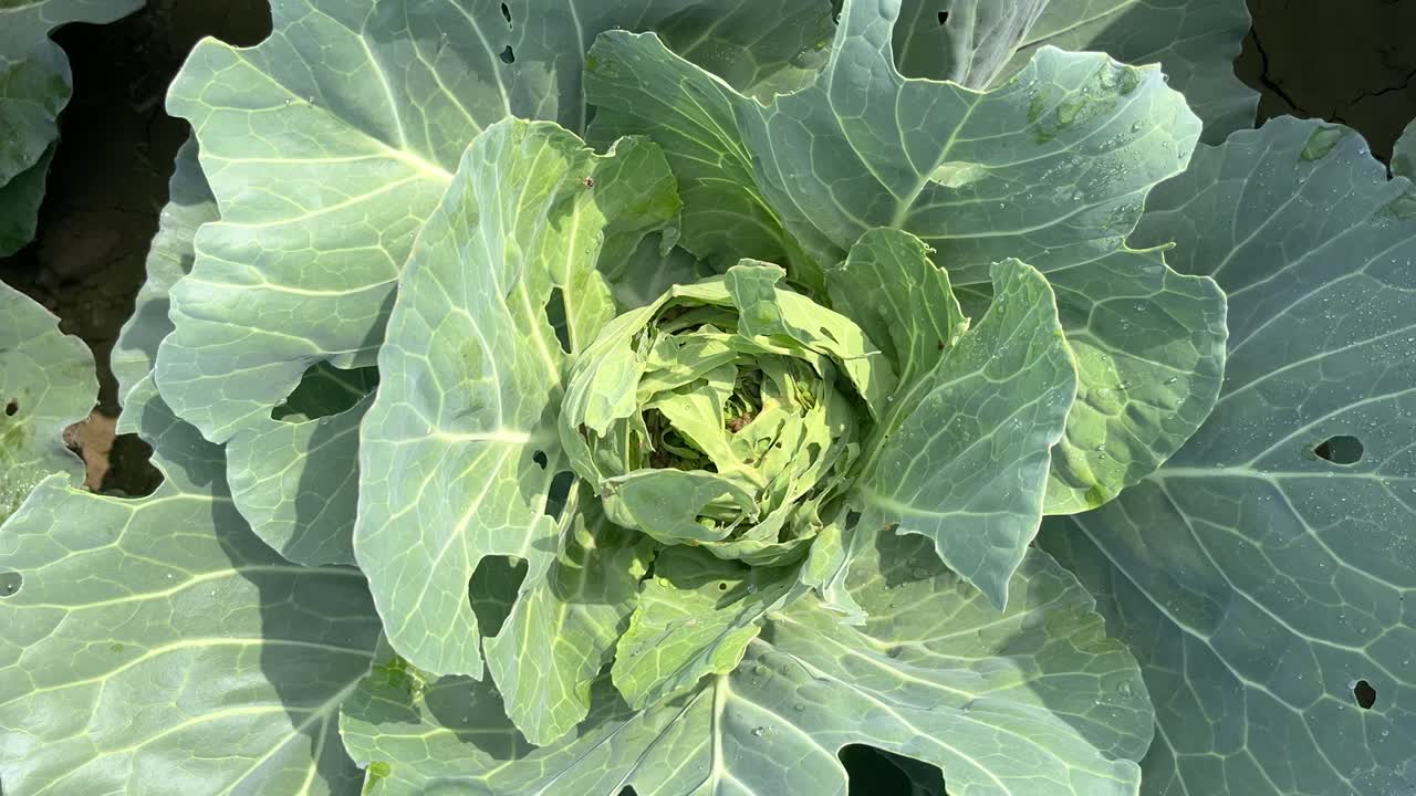 Is the cabbage eaten by insects