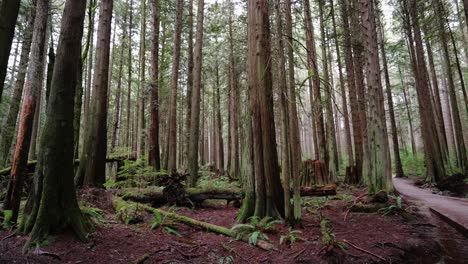 Noroeste-Pacífico,-Parque-Regional-Del-Espíritu-Del-Pacífico-En-Vancouver,-Columbia-Británica-Clip-De-Hermosos-árboles-Forestales