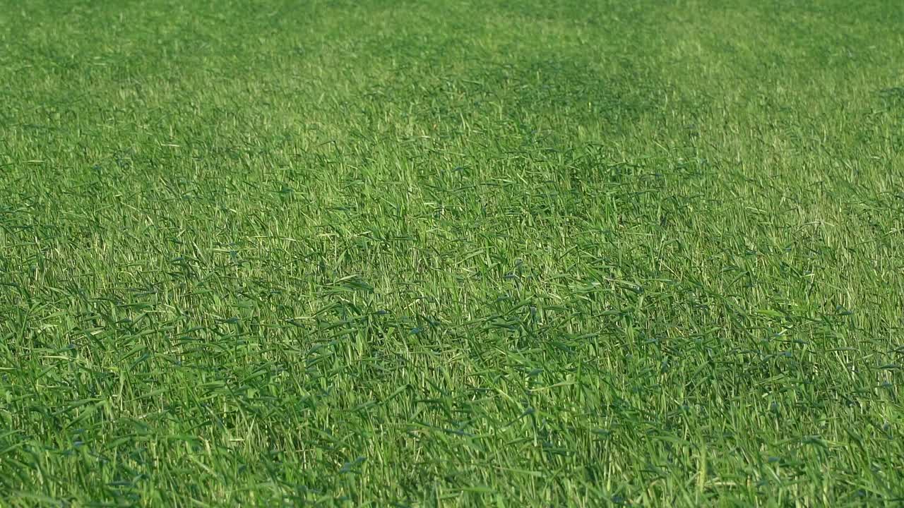 View of a green wheat field in the wind