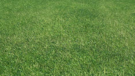 view of a green wheat field in the wind