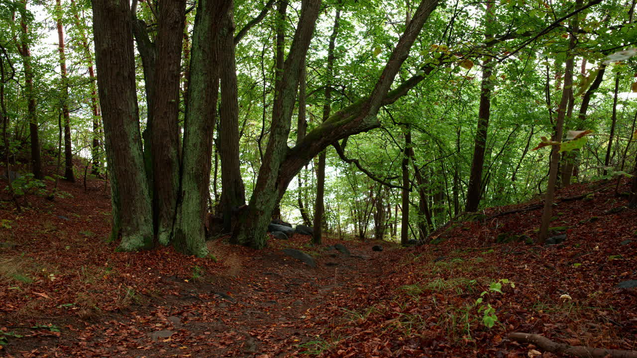 A moody landscape shot of a tree standing near a pathway with the leaves covering the ground