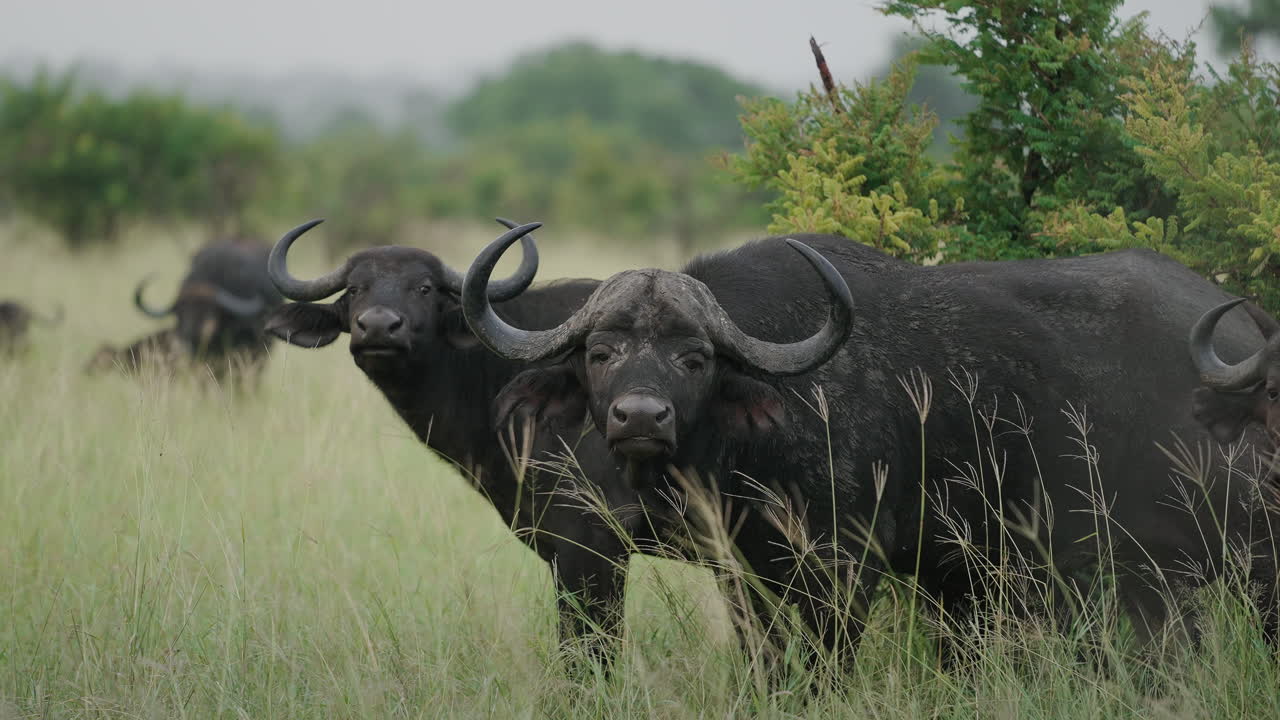 African Buffalo in Grassland