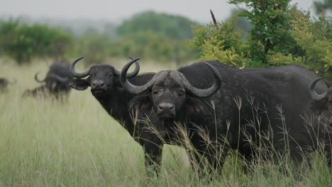 african buffalo in grassland