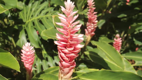 pink flower blows in wind with green plants