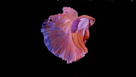 the colorful siamese elephant ear fighting fish betta splendens, also known as thai fighting fish or betta, a popular aquarium fish in super slow motion on isolated black background