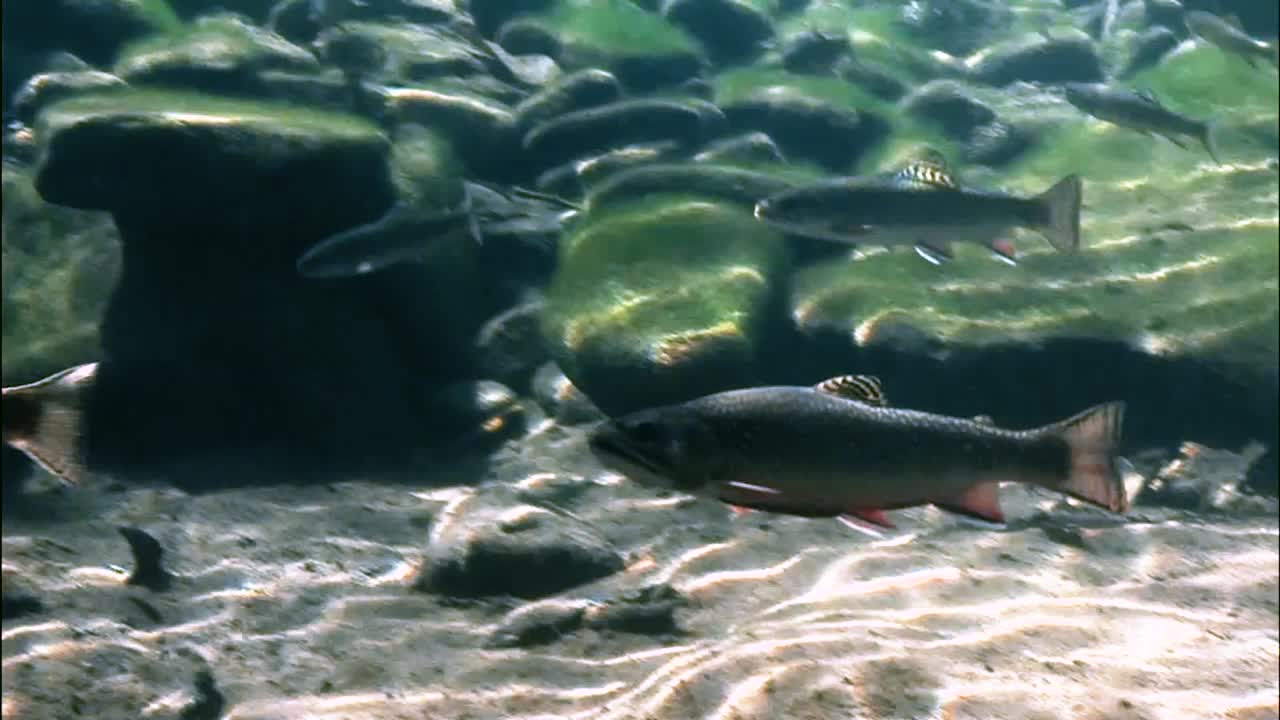 se ven truchas nadando en un arroyo bañado por el sol