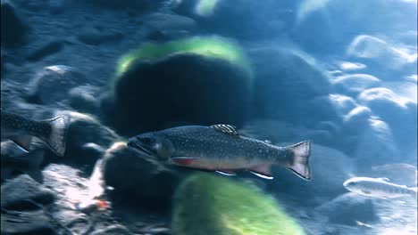 trout are seen swimming in a sundappled brook