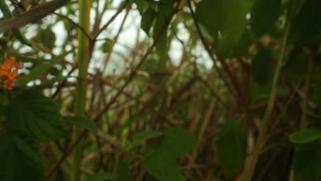 Slow-motion-dolly-shot-through-branches-and-plants-bali-indonesia-on-a-windy-morning