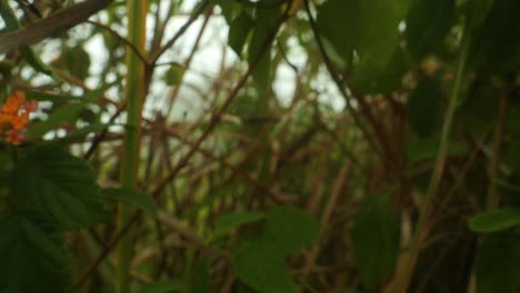 slow motion dolly shot through branches and plants bali indonesia on a windy morning