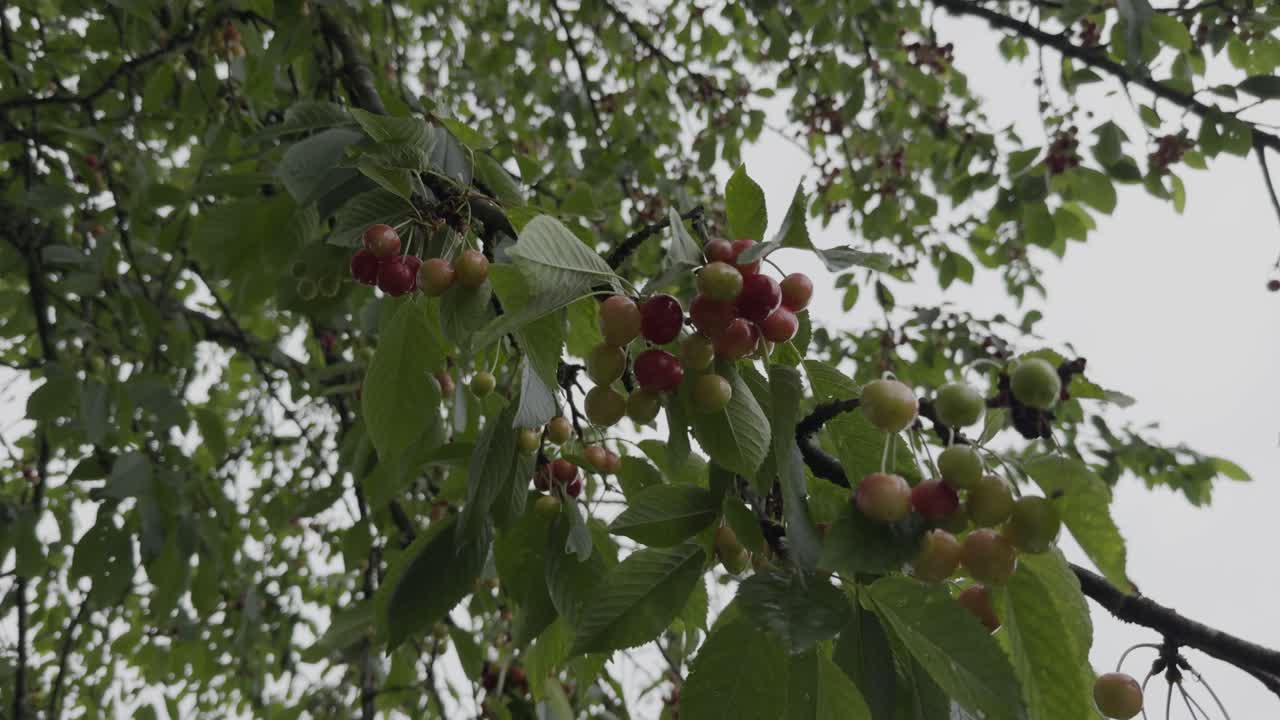 Primo piano di ciliegie che maturano su un ramo pieno di foglie in una giornata nuvolosa e ventosa