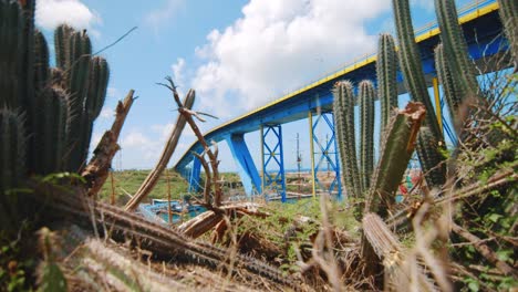 tiro que avanza a través de un arbusto de cactus para revelar un puente azul en curaçao con una regata de barcos amarrados a lo largo del río
