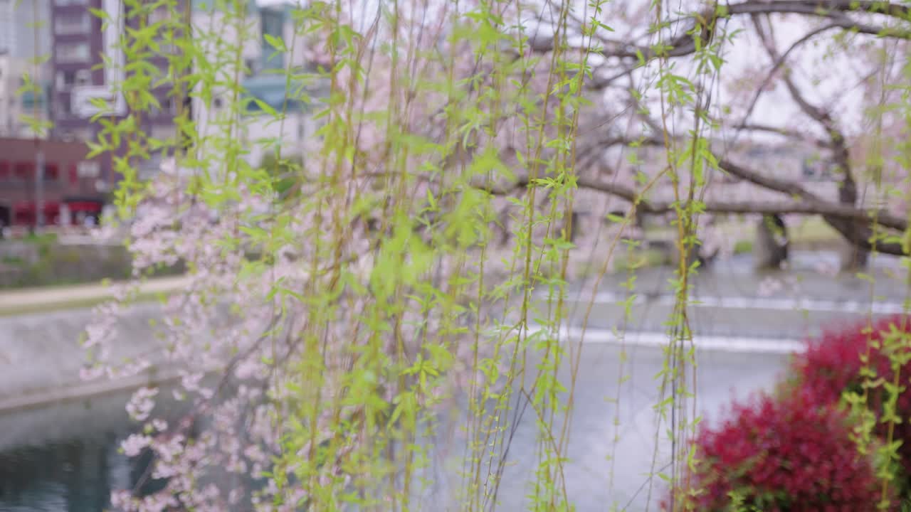 Spring in Kyoto, Reveal of Sakura Cherry Blossom on Kamo River in Japan