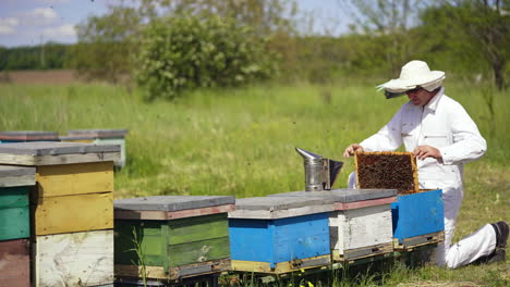 Bees flying over beehives in summer. Apiarist examining bees on a frame and puts it into a hive. Professional beekeeper works on apiary among nature.