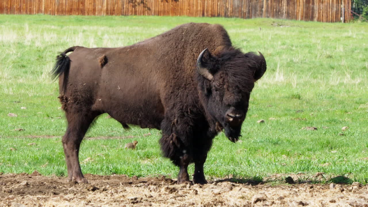 캐나다 유콘 의 빛 이 있는 풀 에서 산비손 을 고 있는 것