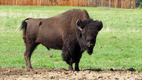 munching mountain bison on the sunny grass in yukon, canada