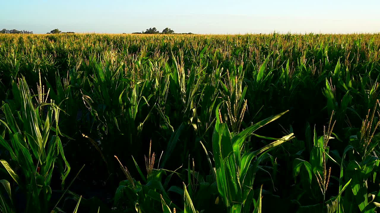 vista de ángulo alto de un campo de maíz en una tarde de verano