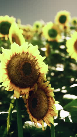 close up of beautiful sunflowers in a field